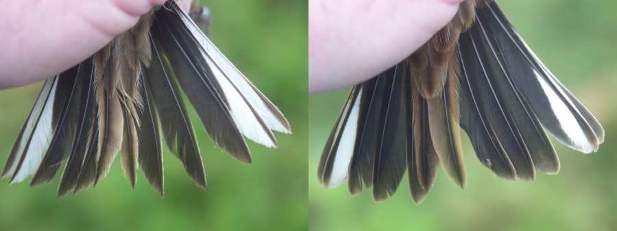 Reed Bunting Emberiza schoeniclus first-year and adult tails