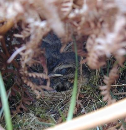 Whinchat Saxicola rubetra chicks in nest