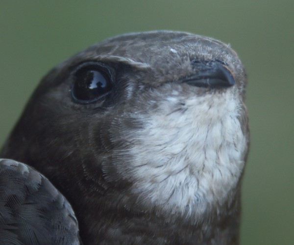 Swift Apus apus