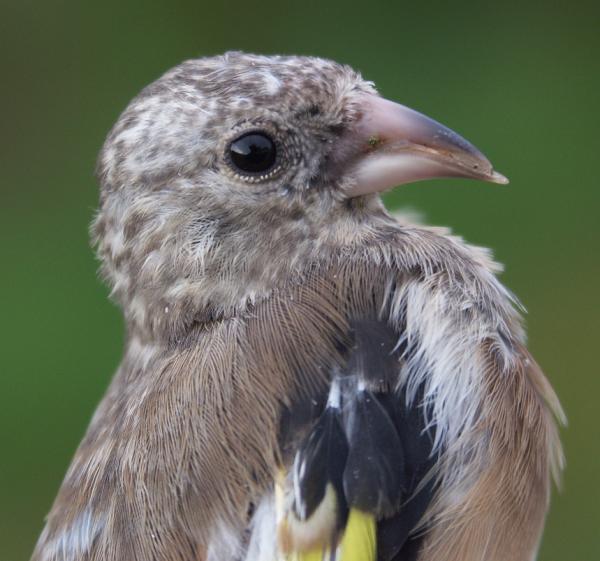 Goldfinch Carduelis carduelis