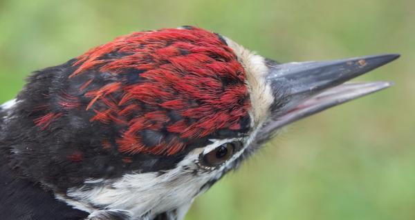 Great Spotted Woodpecker Dendrocopos major juvenile crown