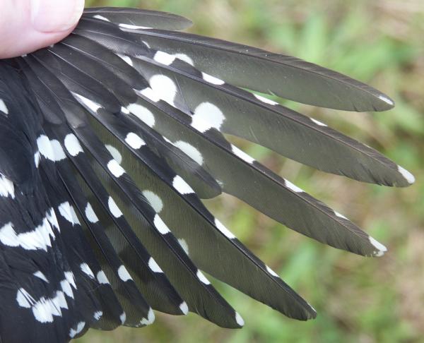 Great Spotted Woodpecker Dendrocopos major juvenile wing