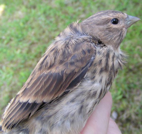 Linnet carduelis cannabina pose