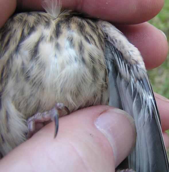 Linnet carduelis cannabina underwing