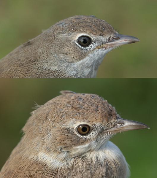 Whitethroat Sylvia communis 