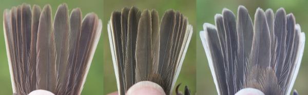 Whitethroat Sylvia communis tails