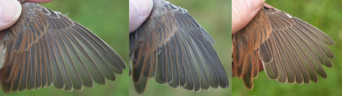 Whitethroat Sylvia communis wings