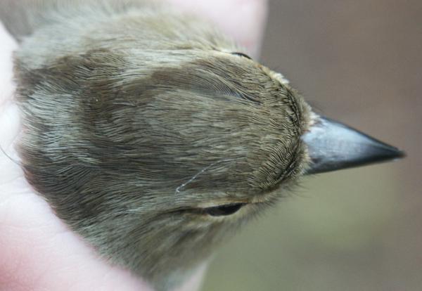 Chaffinch female April 2004 (Sutton Weaver)