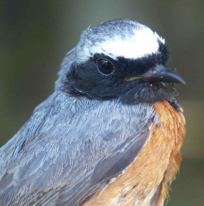 Redstart Phoenicurus phoenicurus male