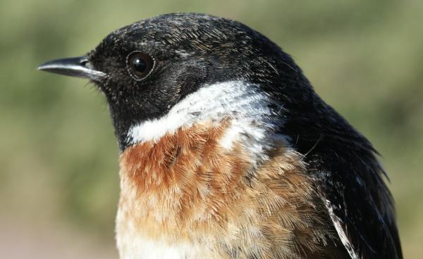 Stonechat Saxicola torquata male