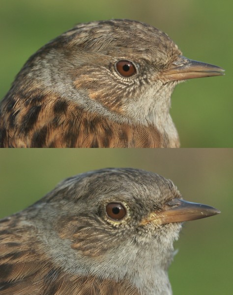 Dunnock Prunella modularis adult (above) and first-year (below)