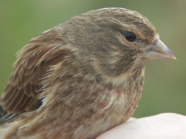 Linnet Carduelis cannabina 