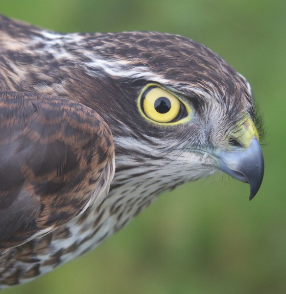 Sparrowhawk Accipiter nisus first-year female