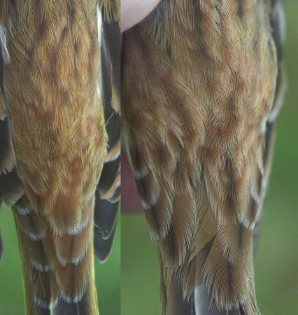 Yellowhammmer Emberiza citrinella male and female (mantle and rump)