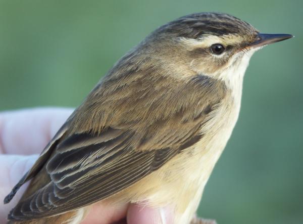 Sedge Warbler Acrocephalus schoenobaenus