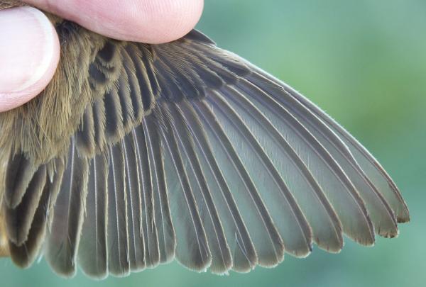 Sedge Warbler Acrocephalus schoenobaenus