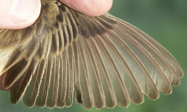 Sedge Warbler Acrocephalus schoenobaenus