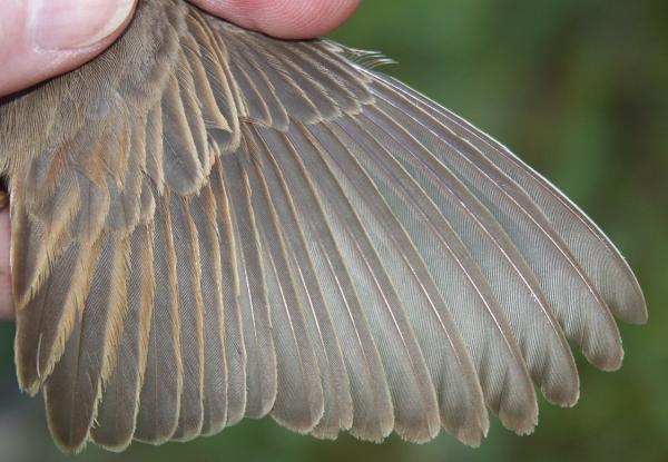 Whitethroat Sylvia communis