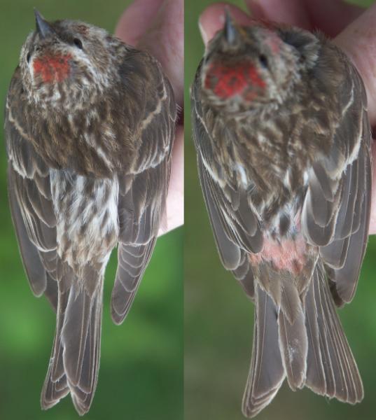 Lesser Redpoll Carduelis cabaret