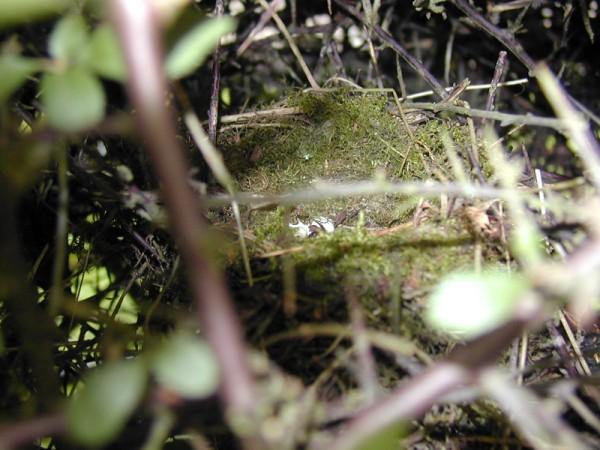 Undomed nest in hedgerow, used by Wrens Troglodytes troglodytes