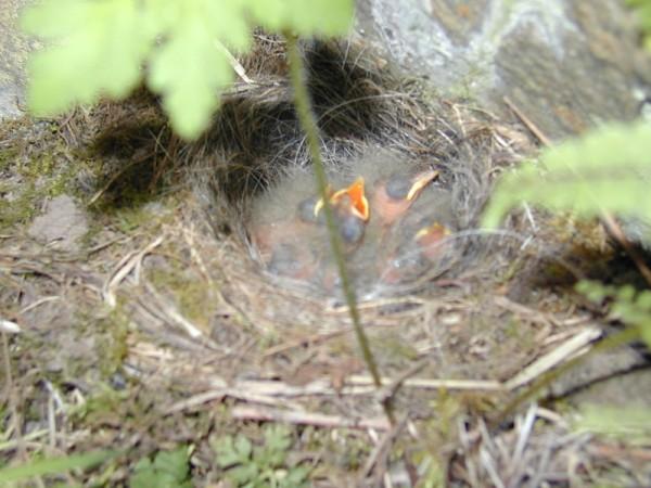 Grey Wagtail Motacilla cinerea chicks, recently hatched