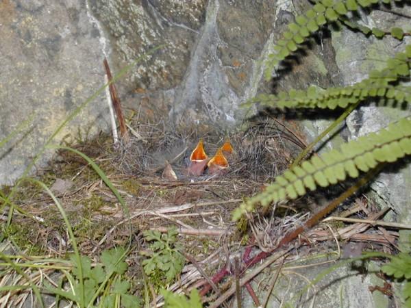 Grey Wagtail Motacilla cinerea chicks in the nest