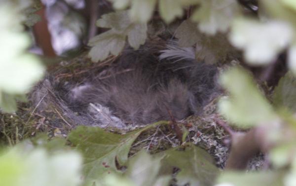 Chaffinch Fringilla coelebs nest with four chicks