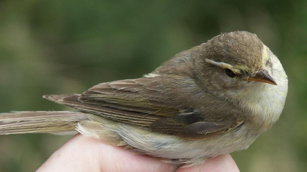 Willow Warbler Phylloscopus trochilus