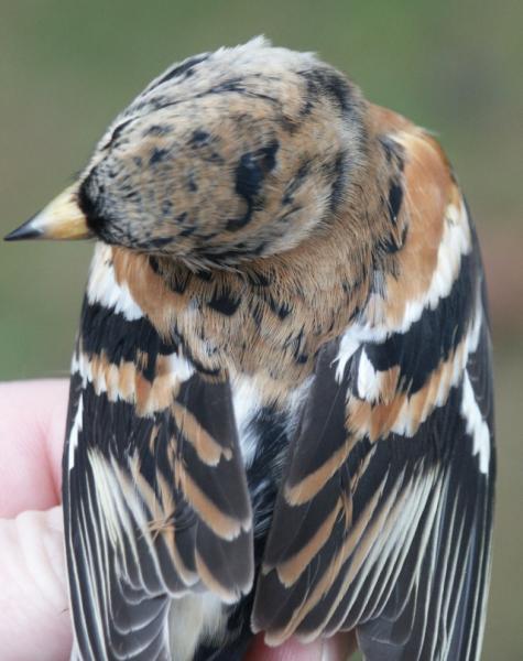 Brambling Fringilla montifringilla