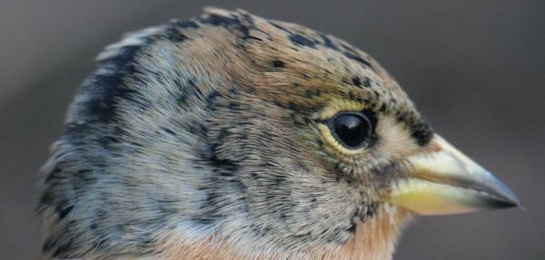 Brambling male November 2003 (West Burton)