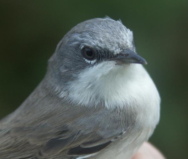 Lesser Whitethroat Sylvia curruca