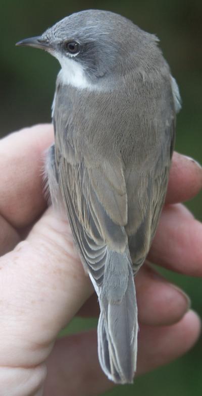 Lesser Whitethroat Sylvia curruca